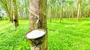Rubber Plantation